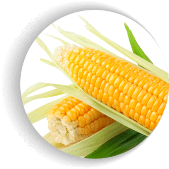 Семена сахарной кукурузы «Роттердам F1»