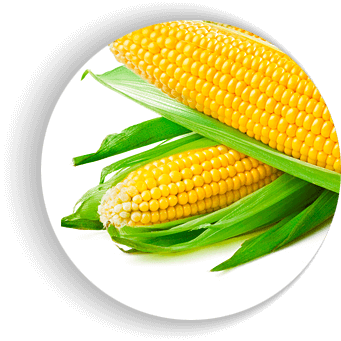 Семена сахарной кукурузы «Дэйнерис F1»