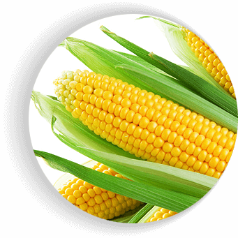 Семена сахарной кукурузы «Гермиона F1»