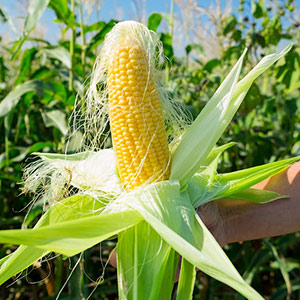 Сбор урожая сахарной кукурузы